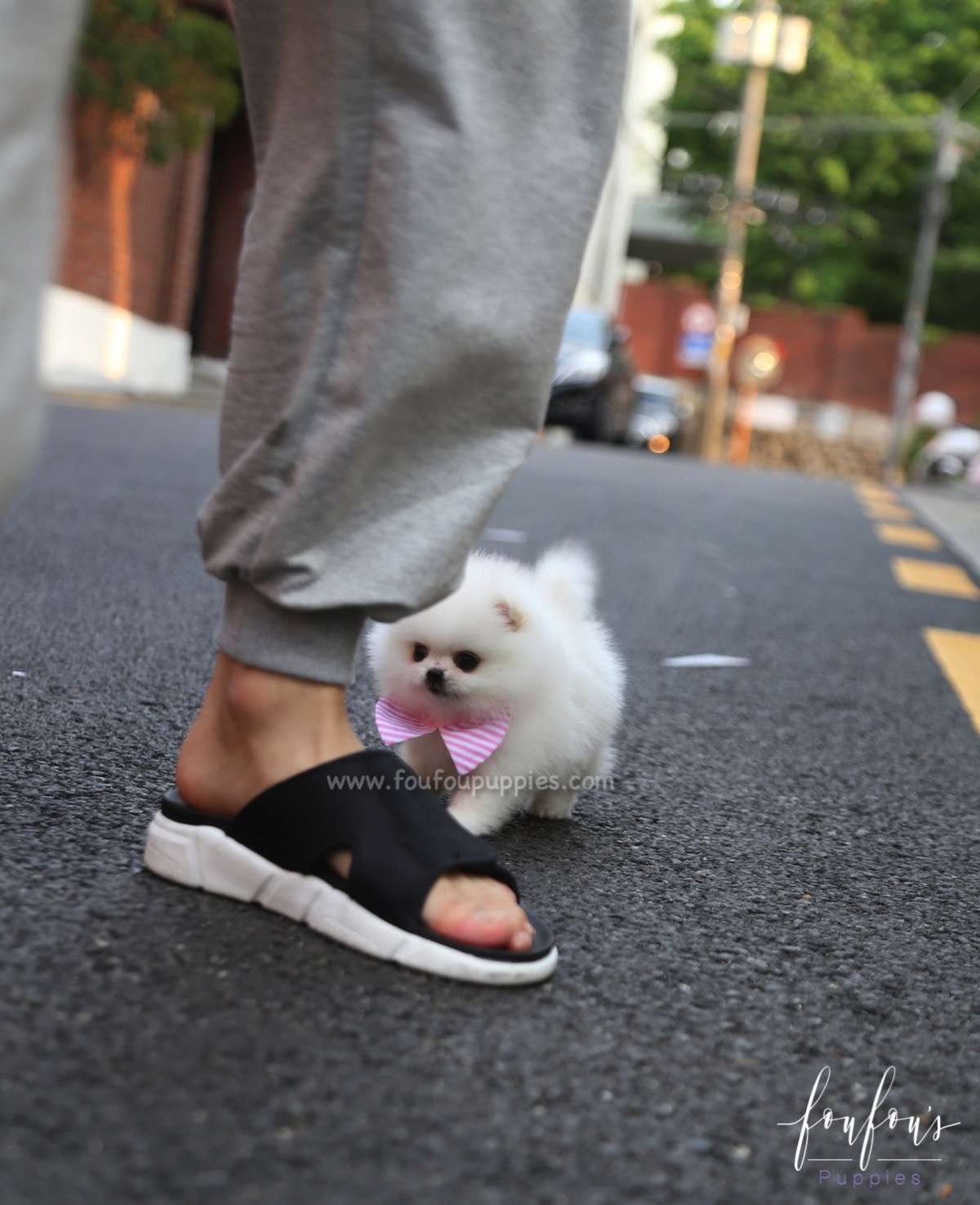 Divina - Pomeranian F.