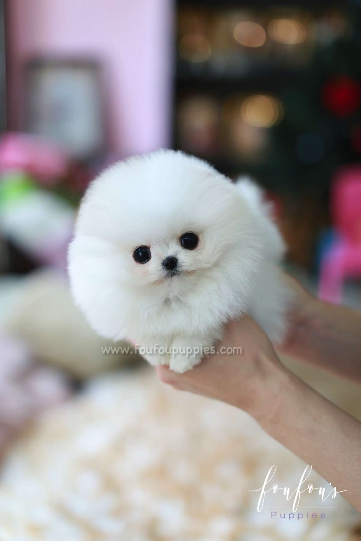 Pandora - Pomeranian F.