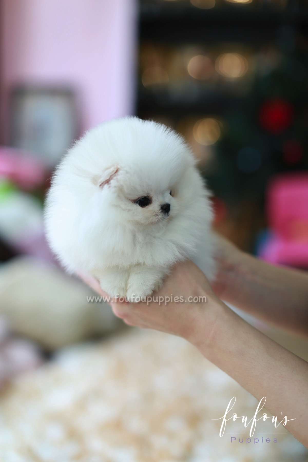 Pandora - Pomeranian F.