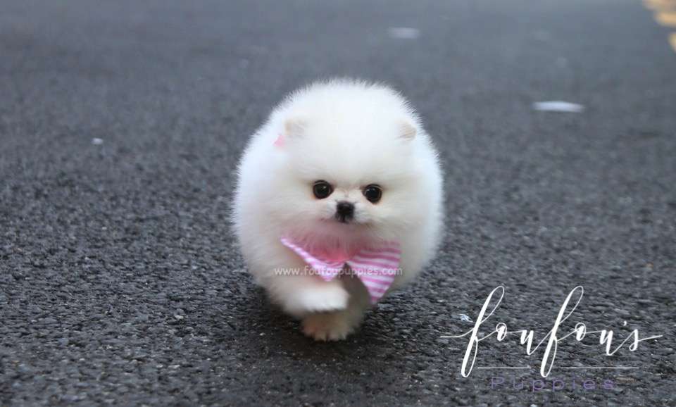 Divina - Pomeranian F.