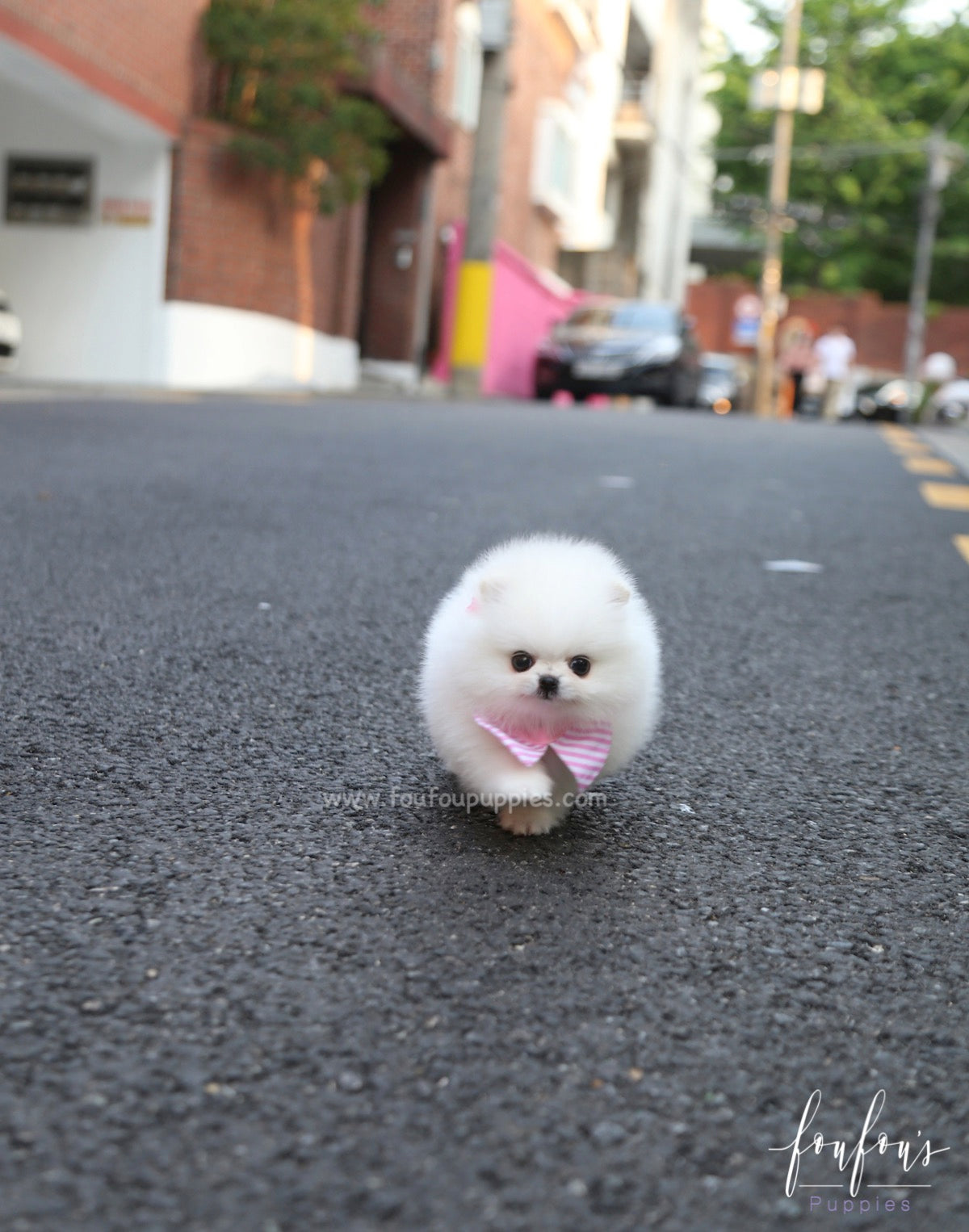 Divina - Pomeranian F.