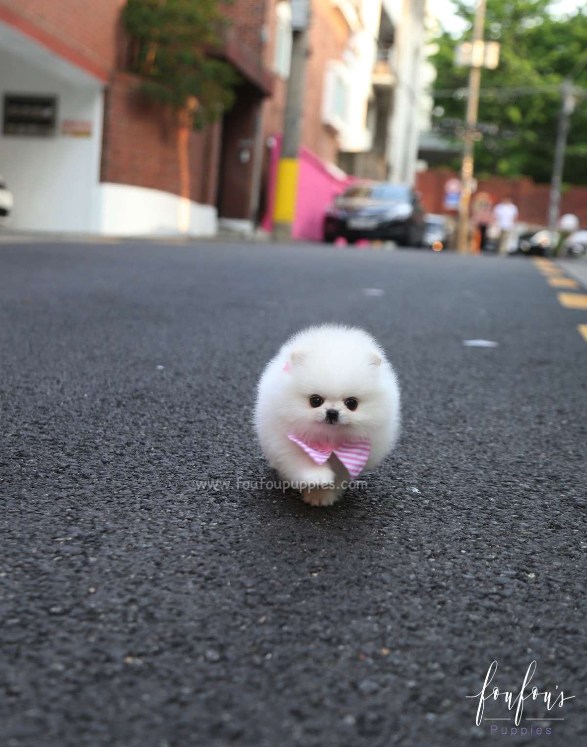 Divina - Pomeranian F.