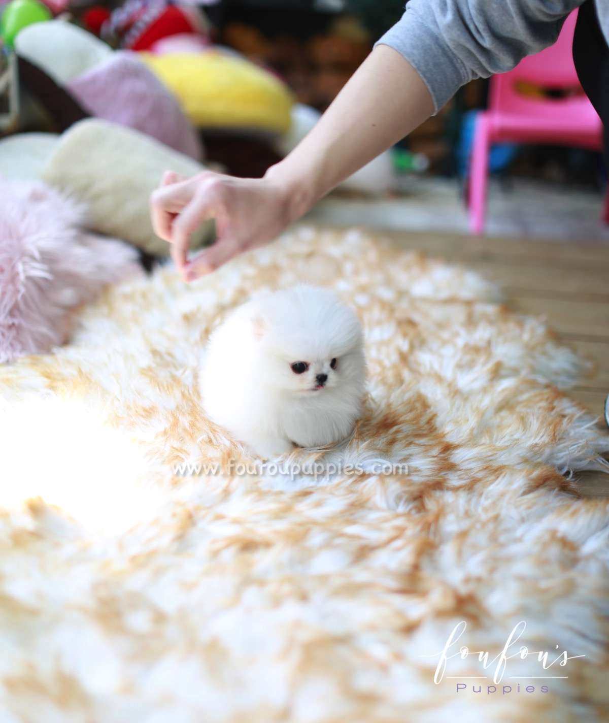 Pandora - Pomeranian F.