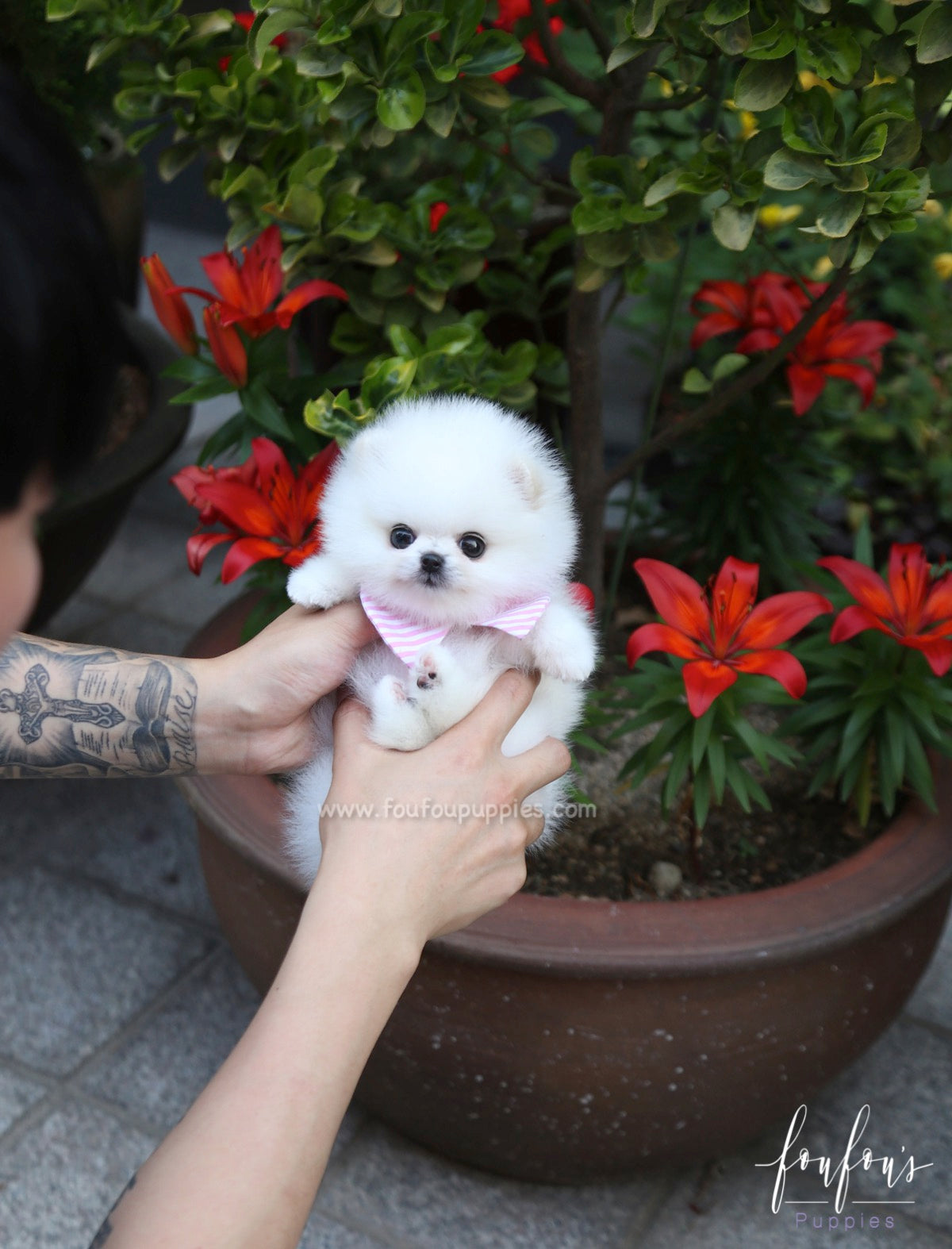 Divina - Pomeranian F.