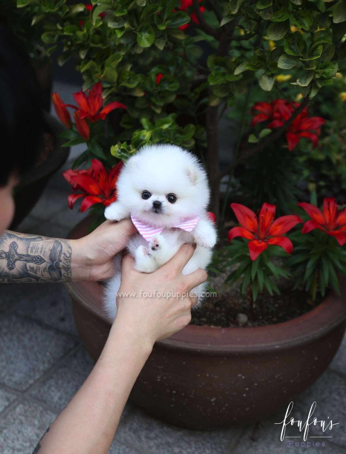 Divina - Pomeranian F.