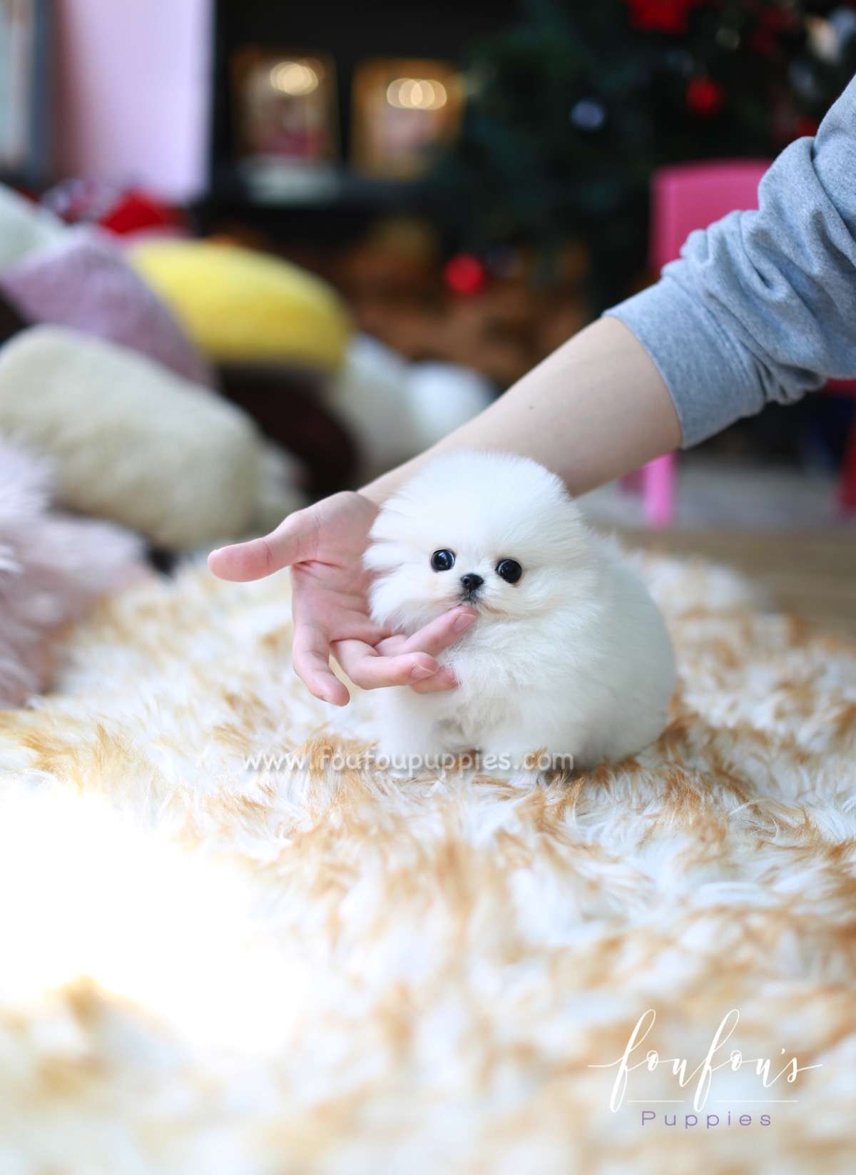 Pandora - Pomeranian F.