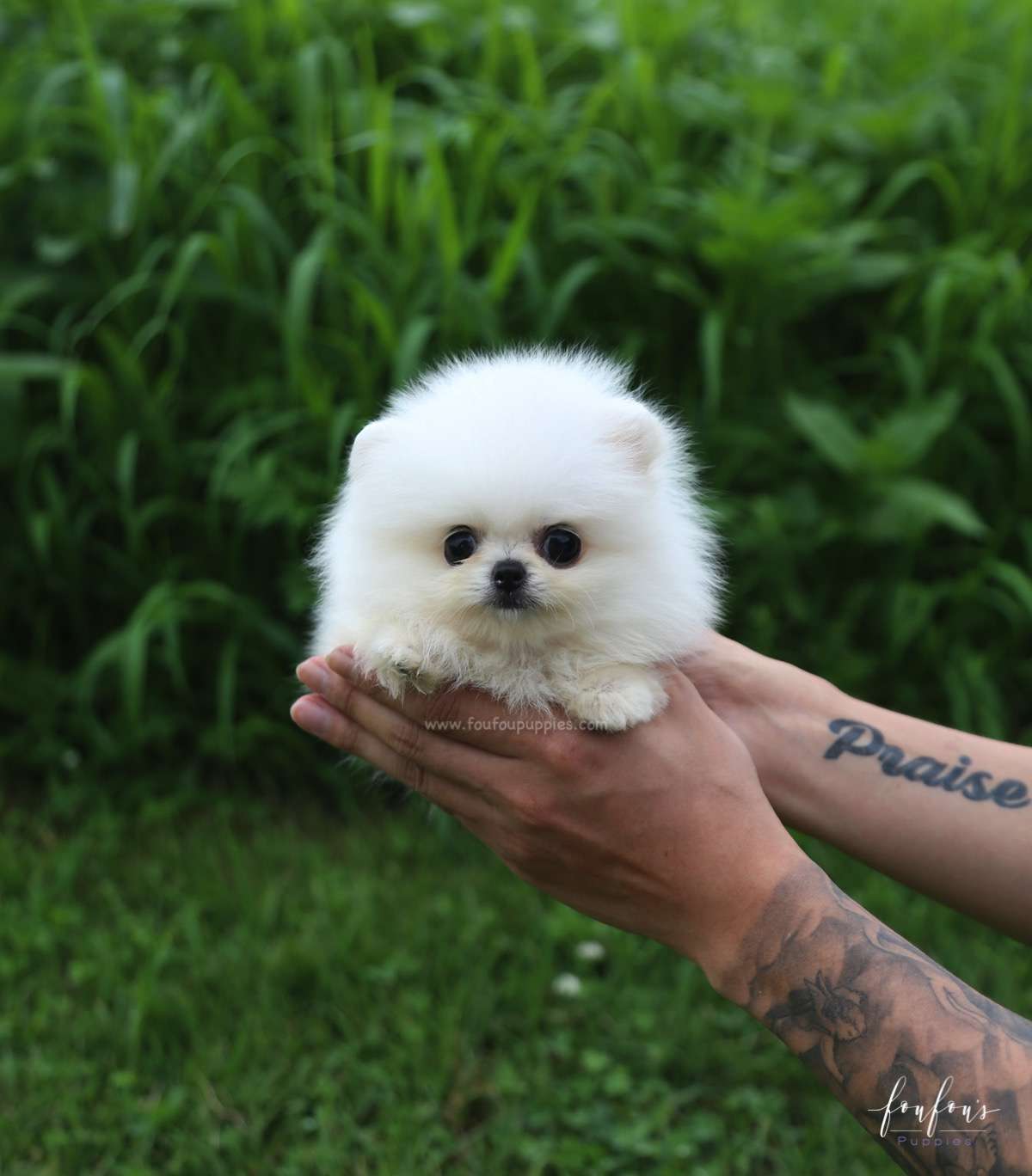 Loki - Pomeranian M.