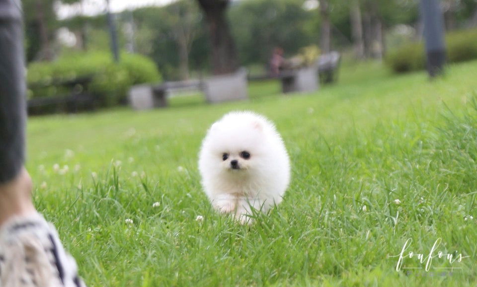 Loki - Pomeranian M.