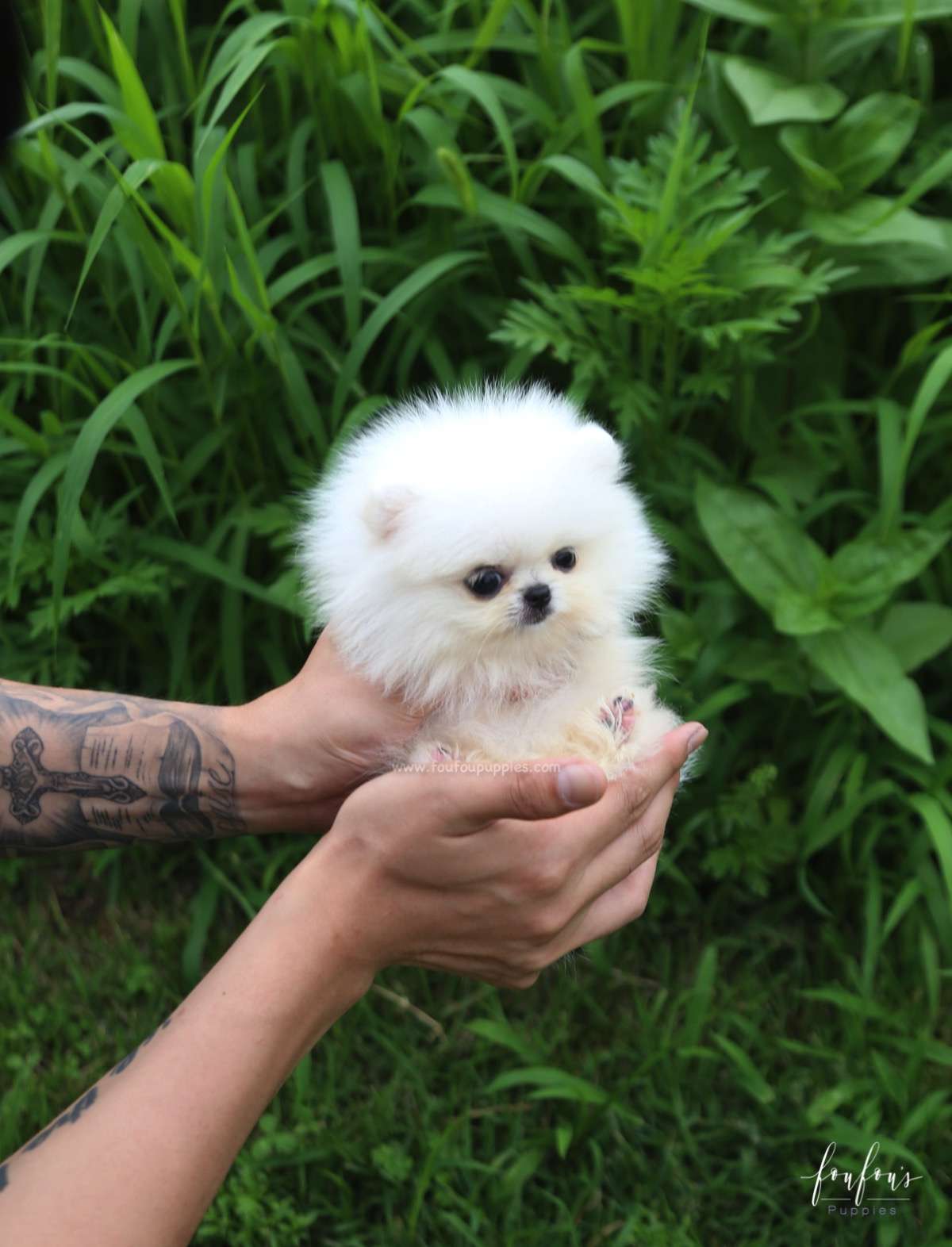 Loki - Pomeranian M.