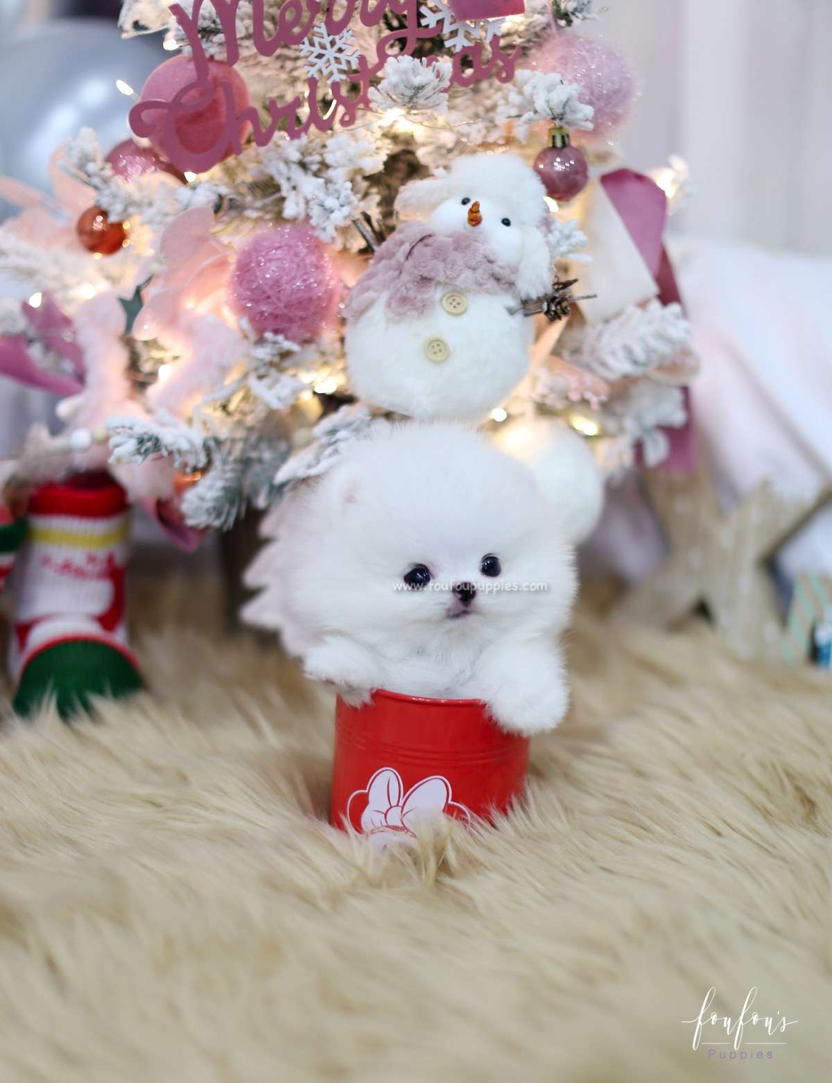 Blitzen - Pomeranian M.