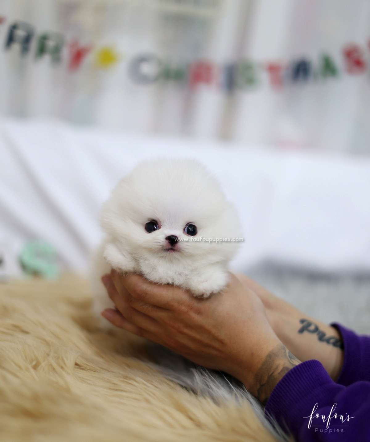 Blitzen - Pomeranian M.