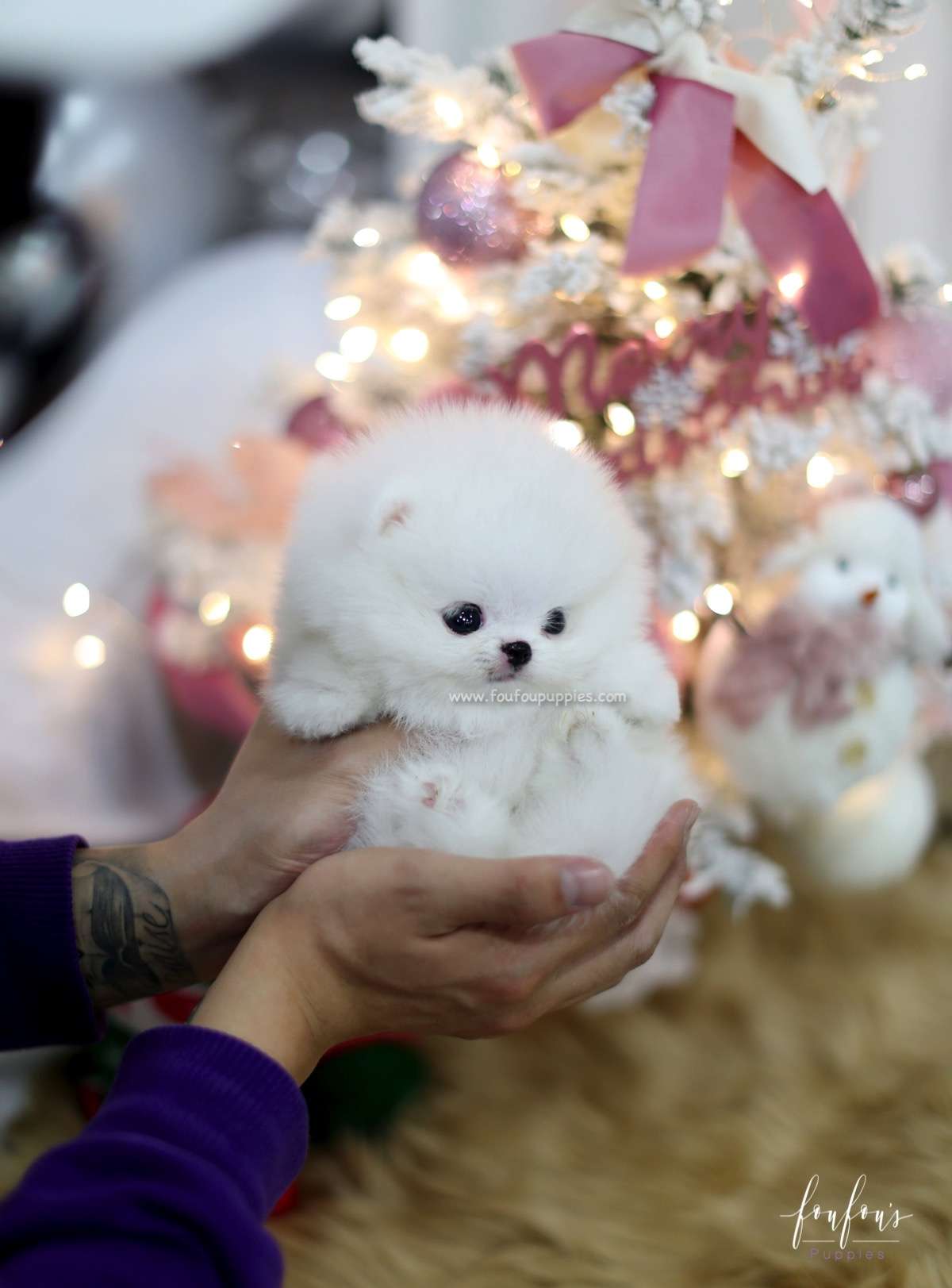 Blitzen - Pomeranian M.