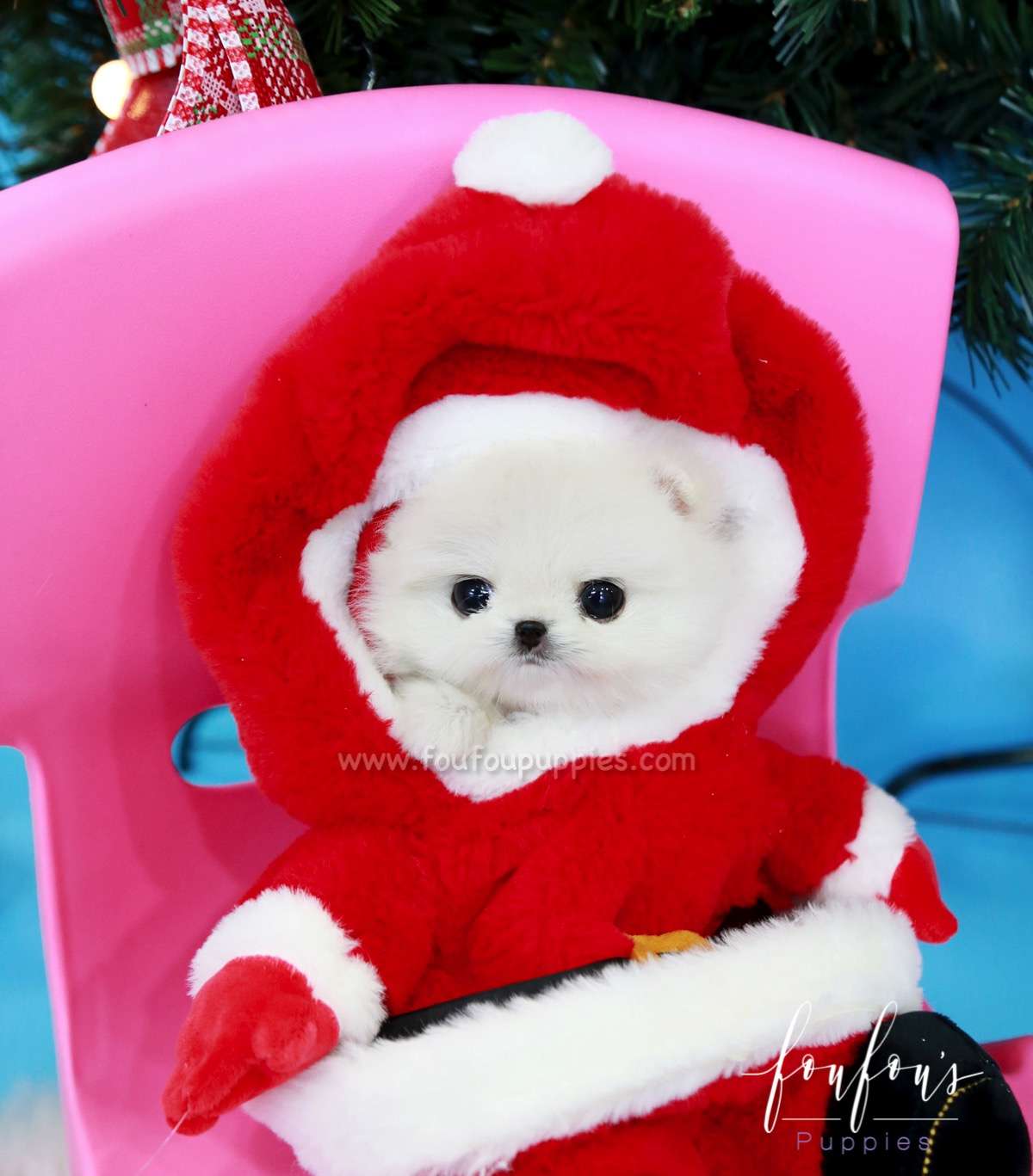 Chanel - Pomeranian F.