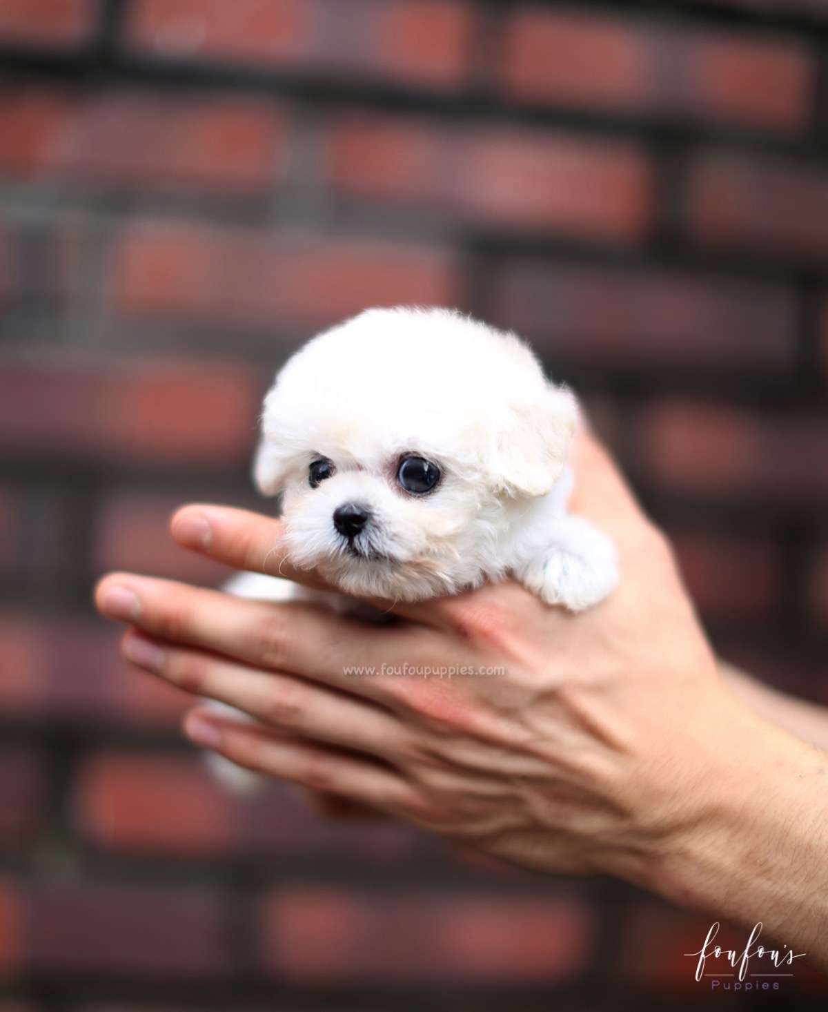 Juliet - Poodle F.
