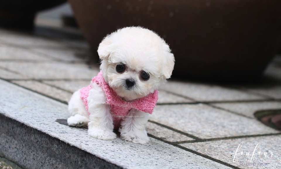 Juliet - Poodle F.