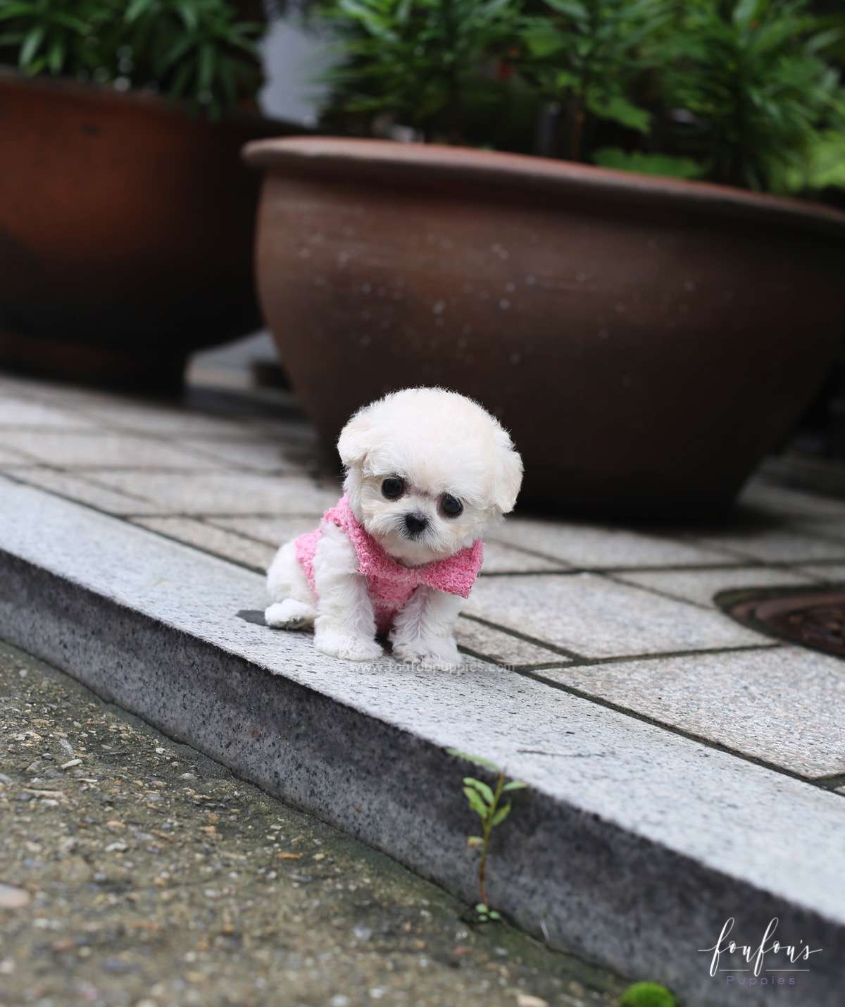 Juliet - Poodle F.