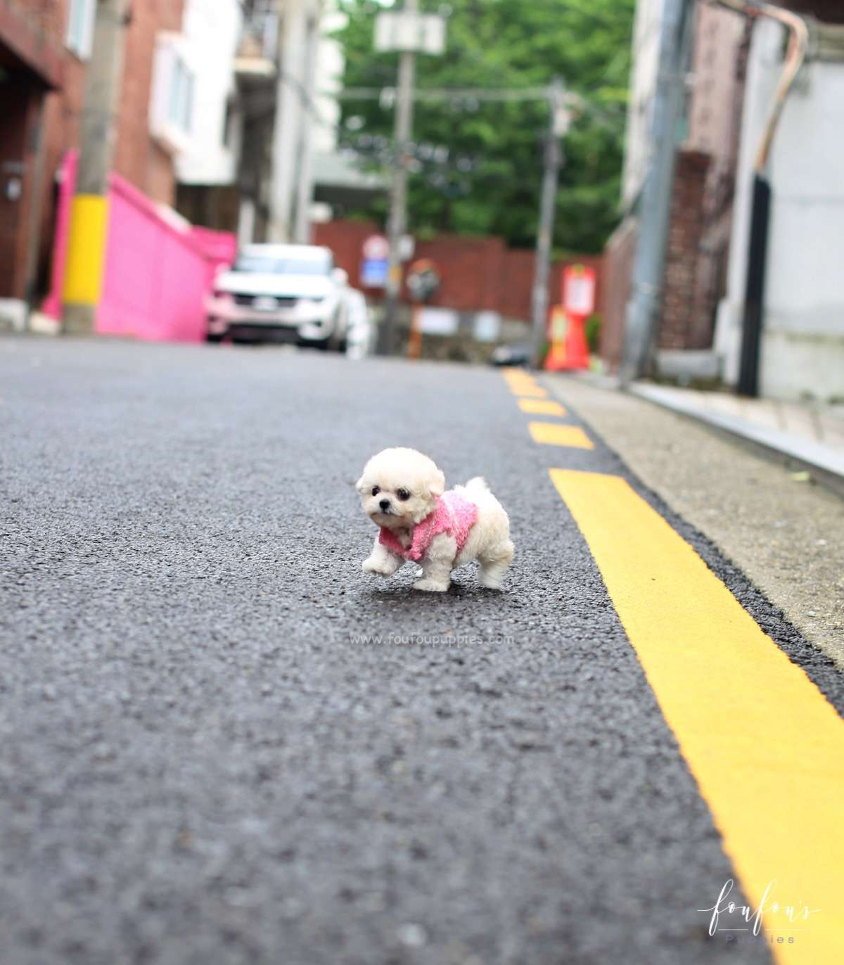 Juliet - Poodle F.