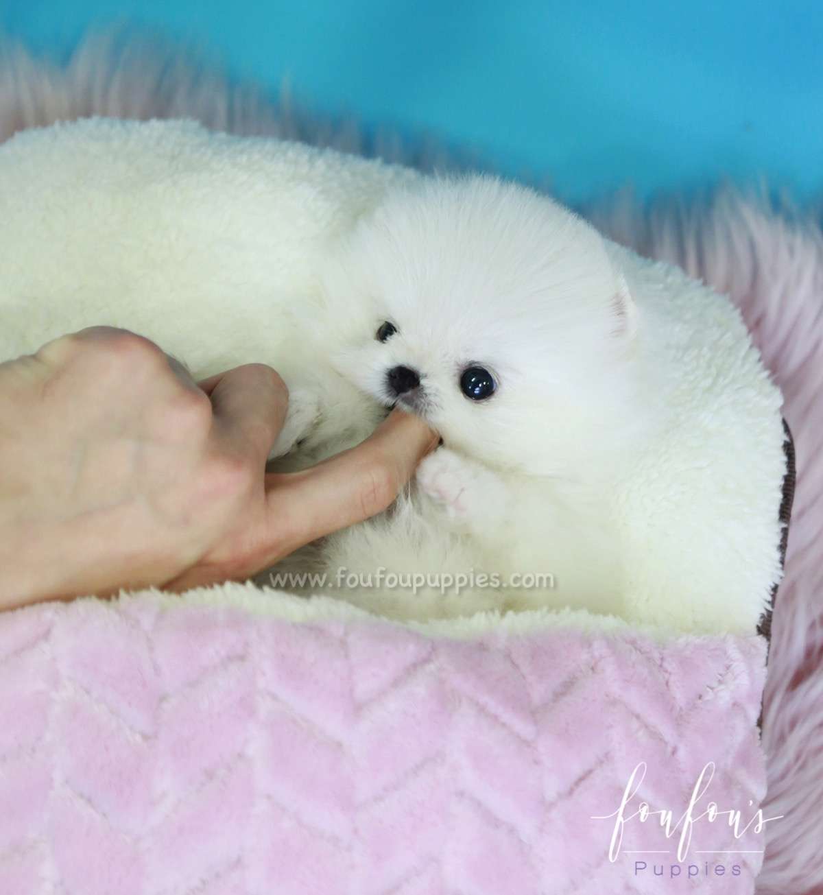 Chanel - Pomeranian F.