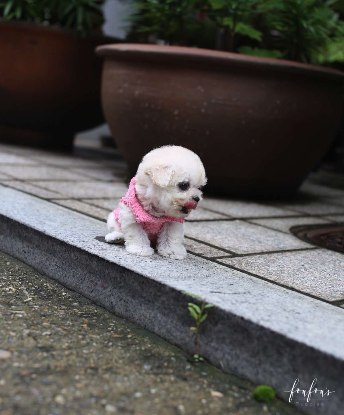 Juliet - Poodle F.