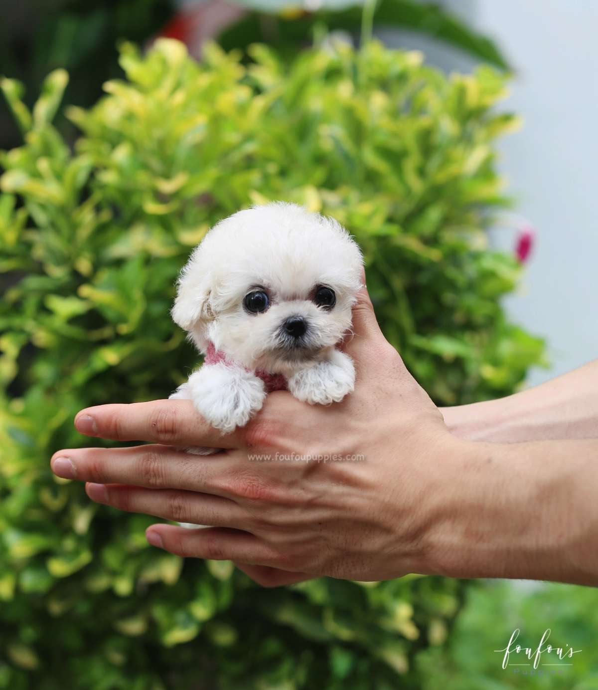 Juliet - Poodle F.