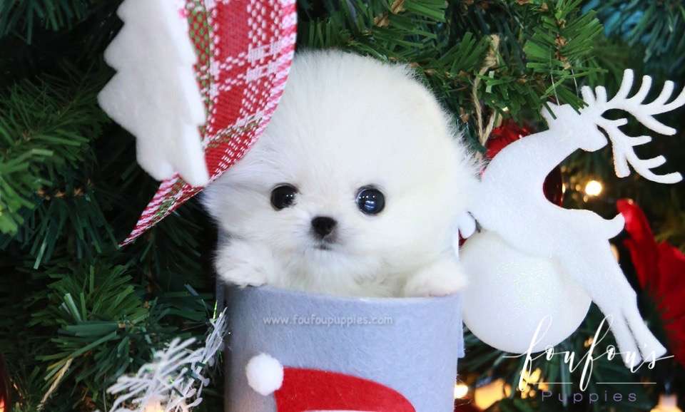 Chanel - Pomeranian F.
