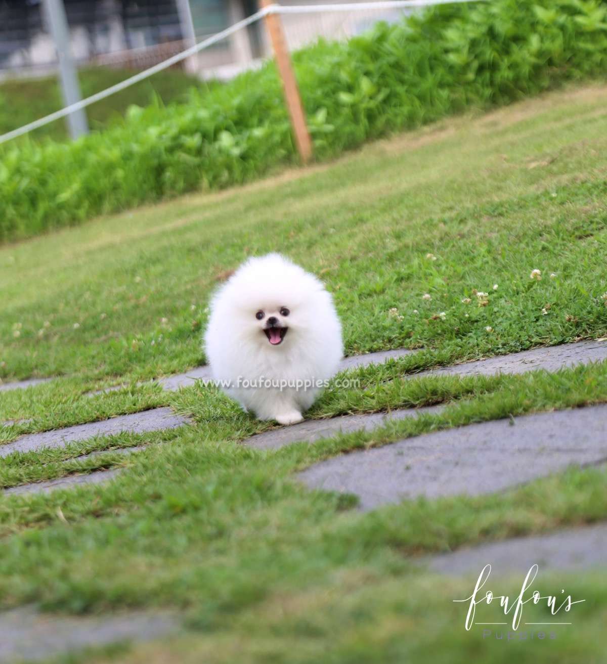 Duke - Pomeranian M.