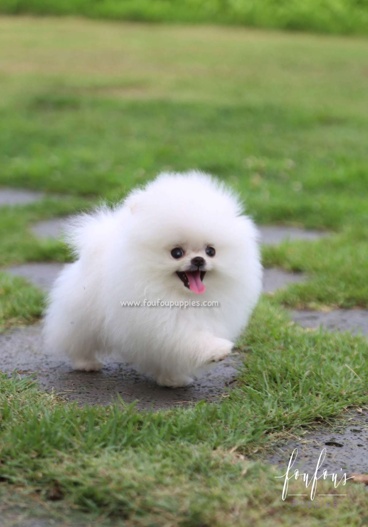 Duke - Pomeranian M.