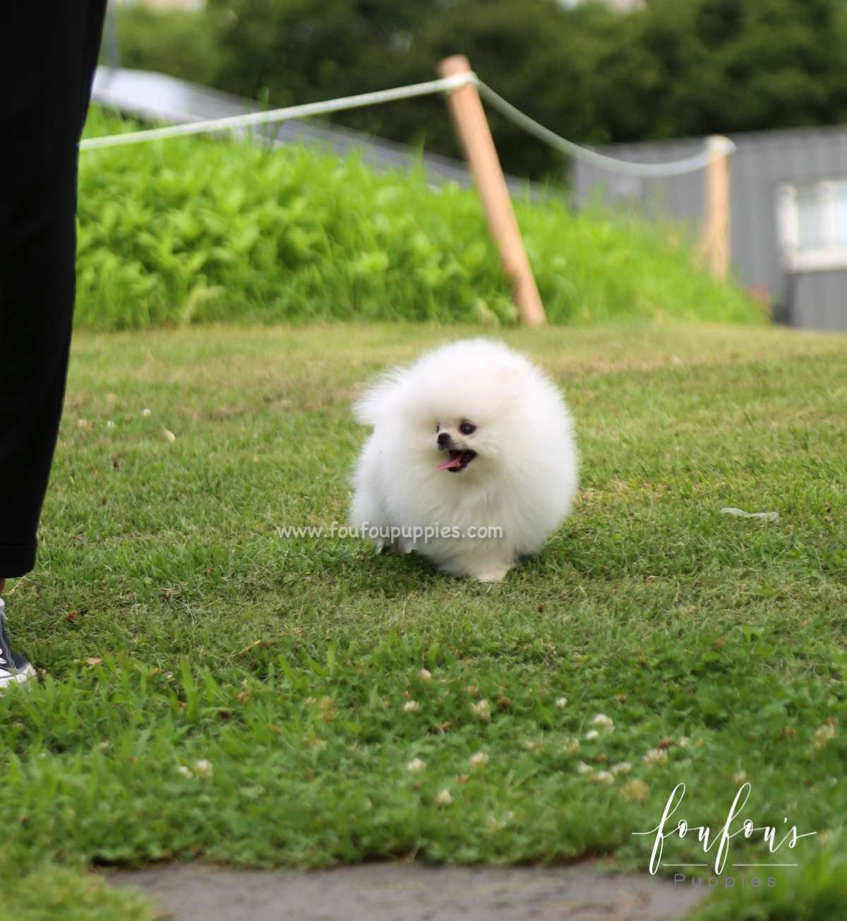 Duke - Pomeranian M.