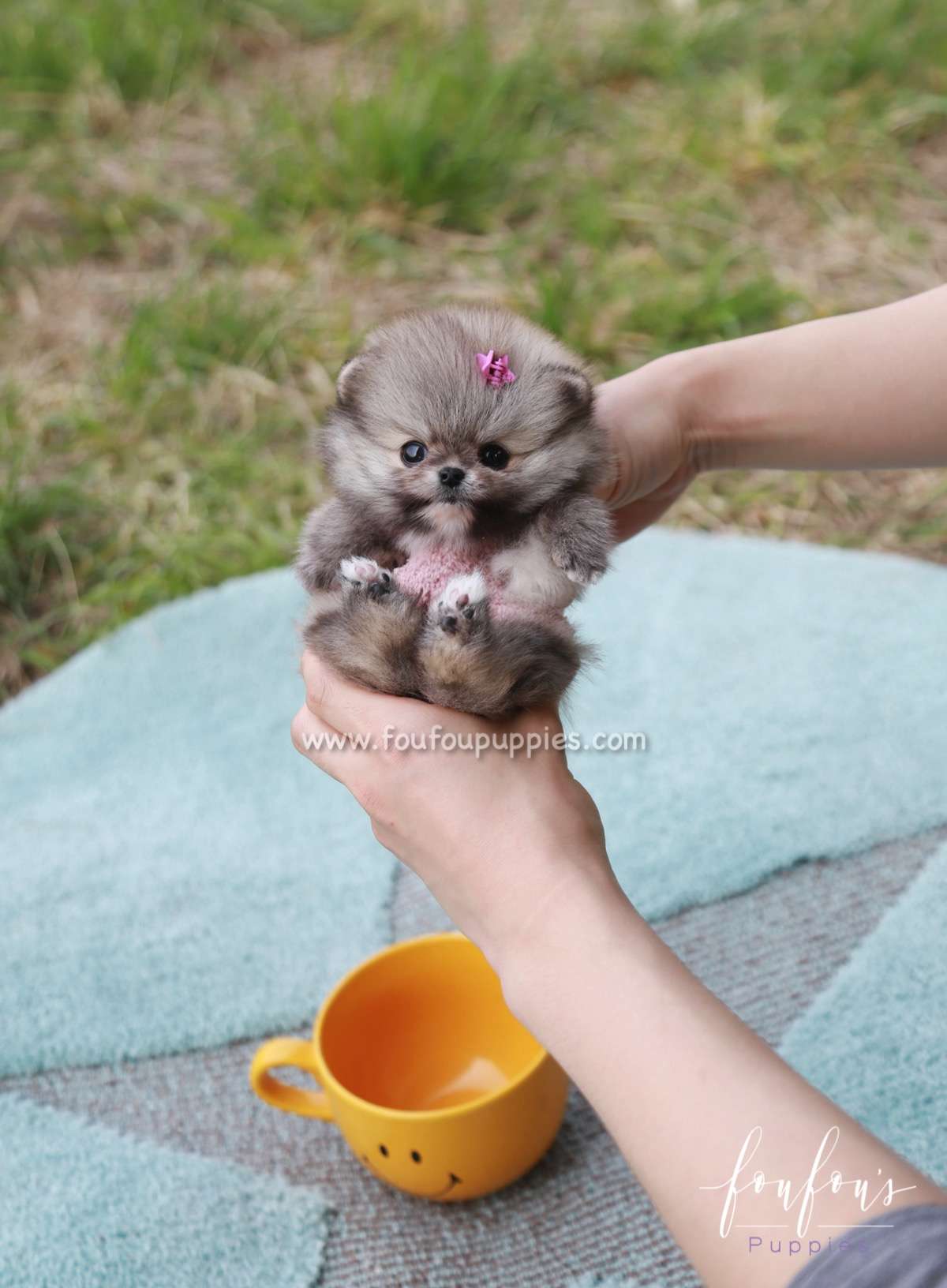 Pinky - Pomeranian F.