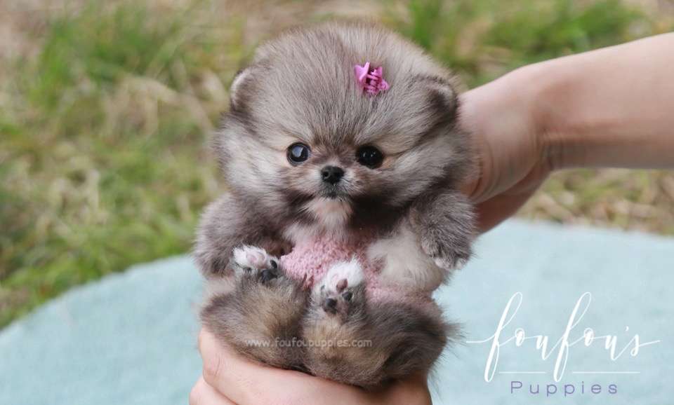 Pinky - Pomeranian F.