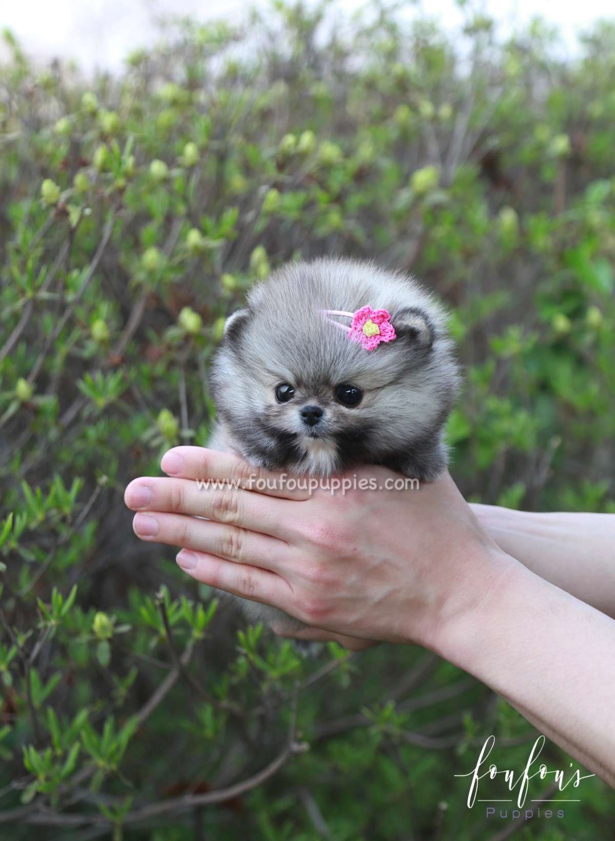 Pinky - Pomeranian F.