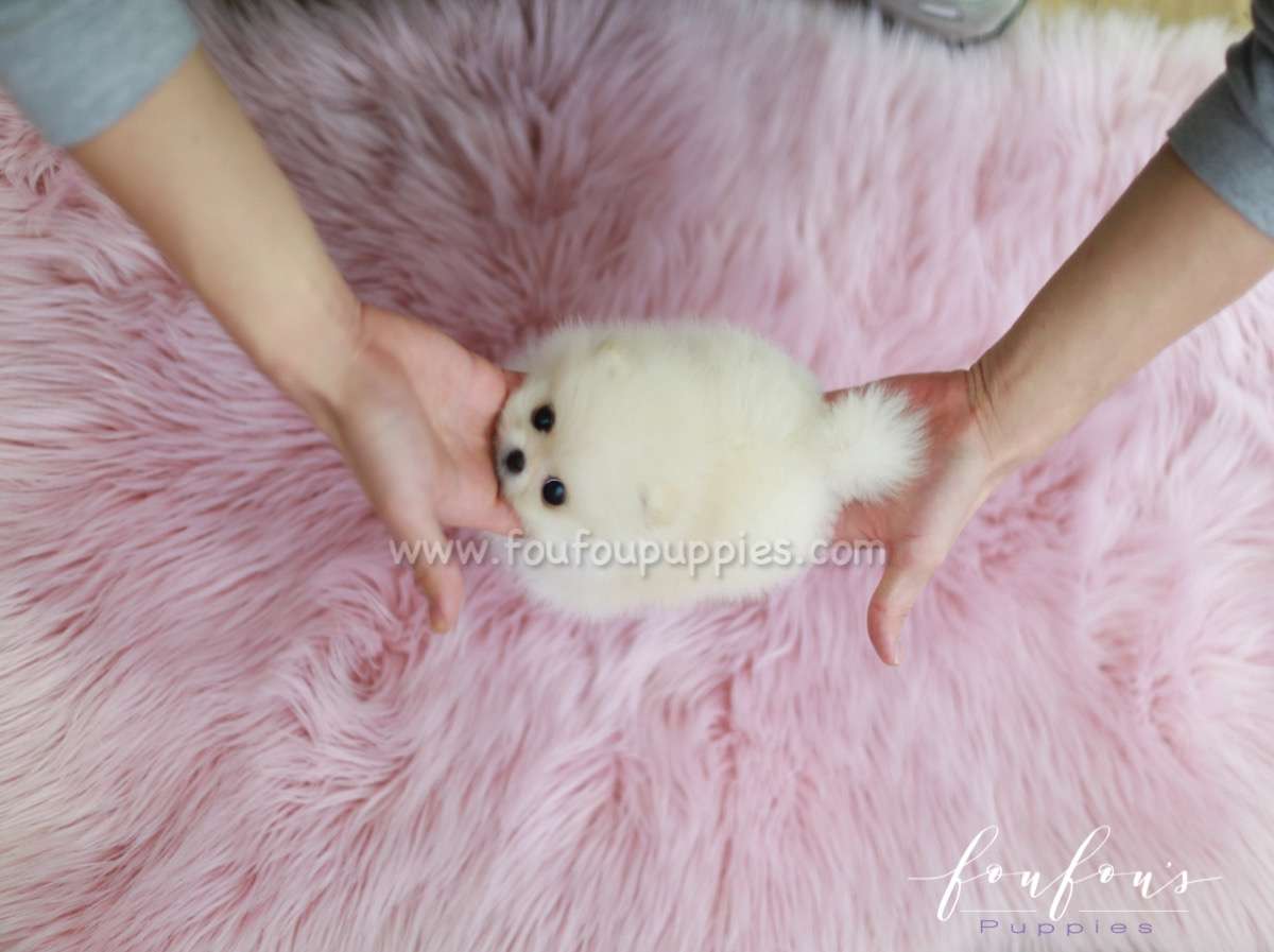 Brie - Pomeranian F.