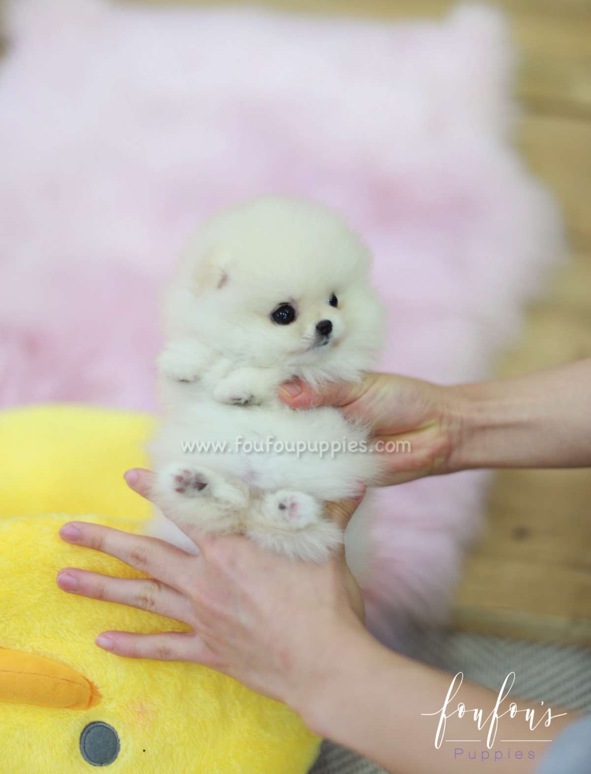 Brie - Pomeranian F.