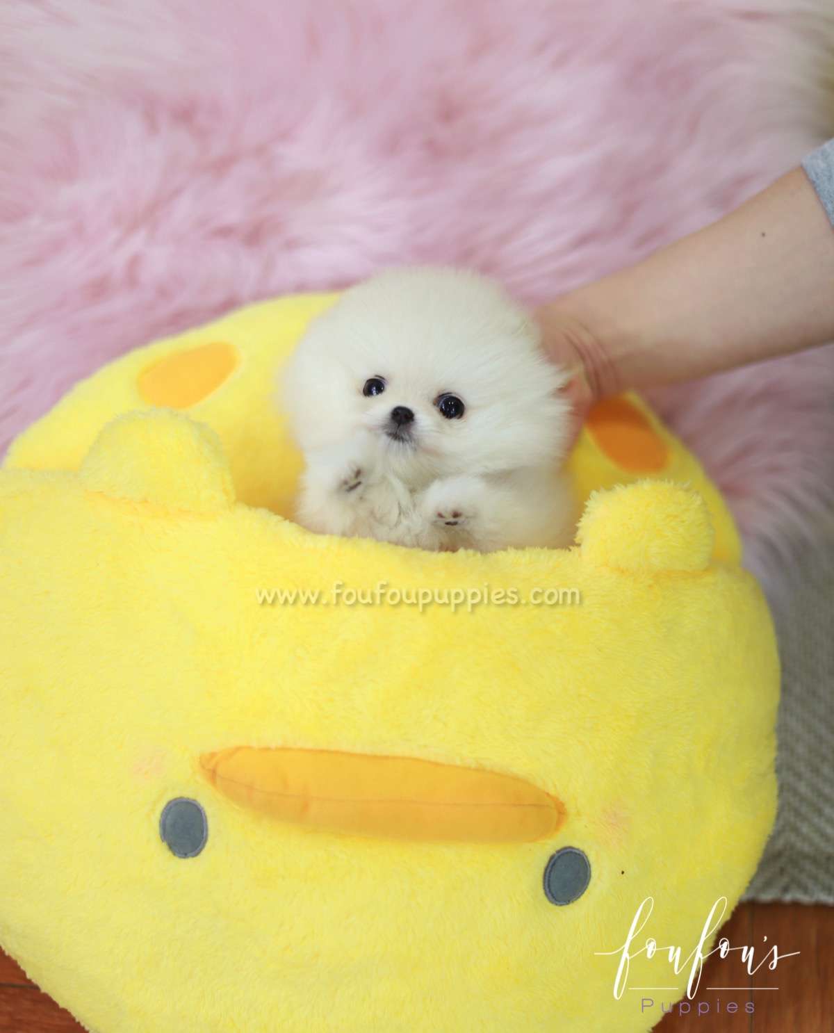Brie - Pomeranian F.