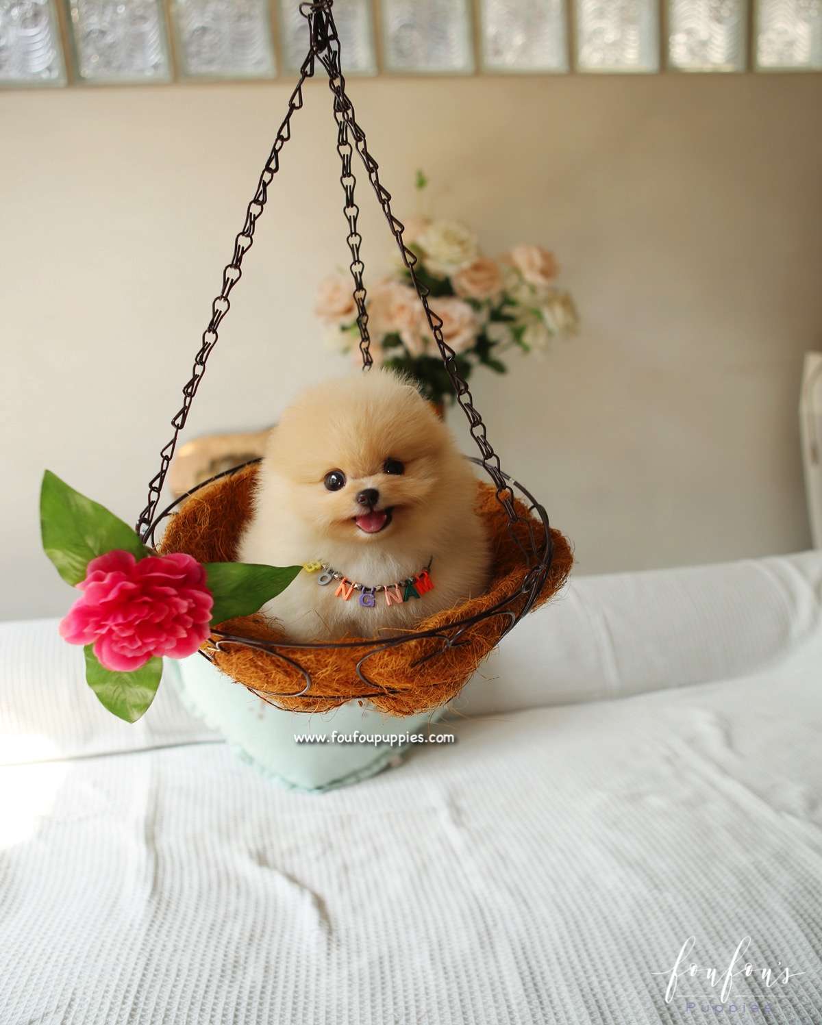 Winnie - Pomeranian F.