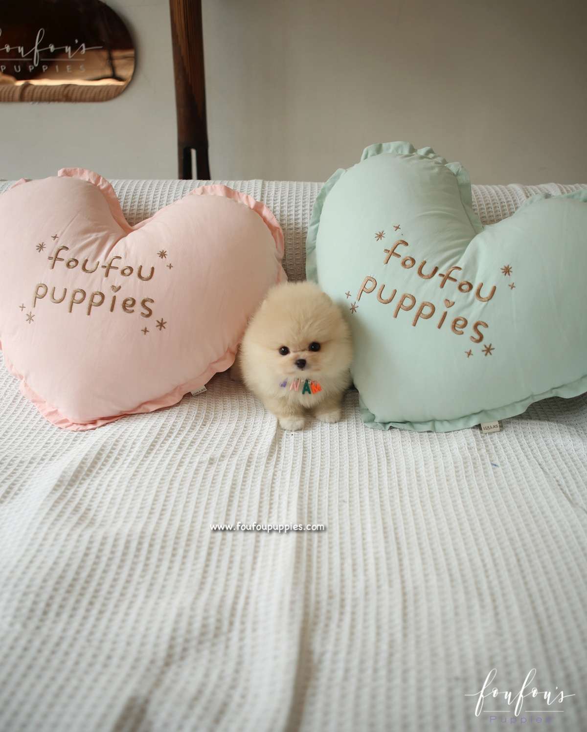 Winnie - Pomeranian F.