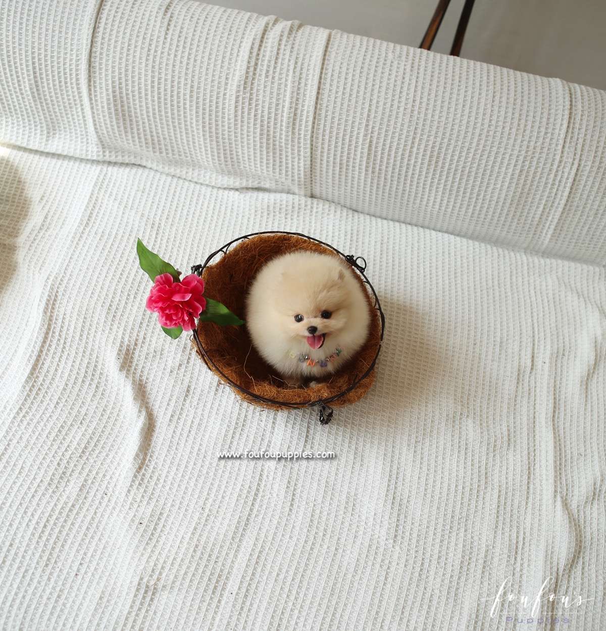 Winnie - Pomeranian F.