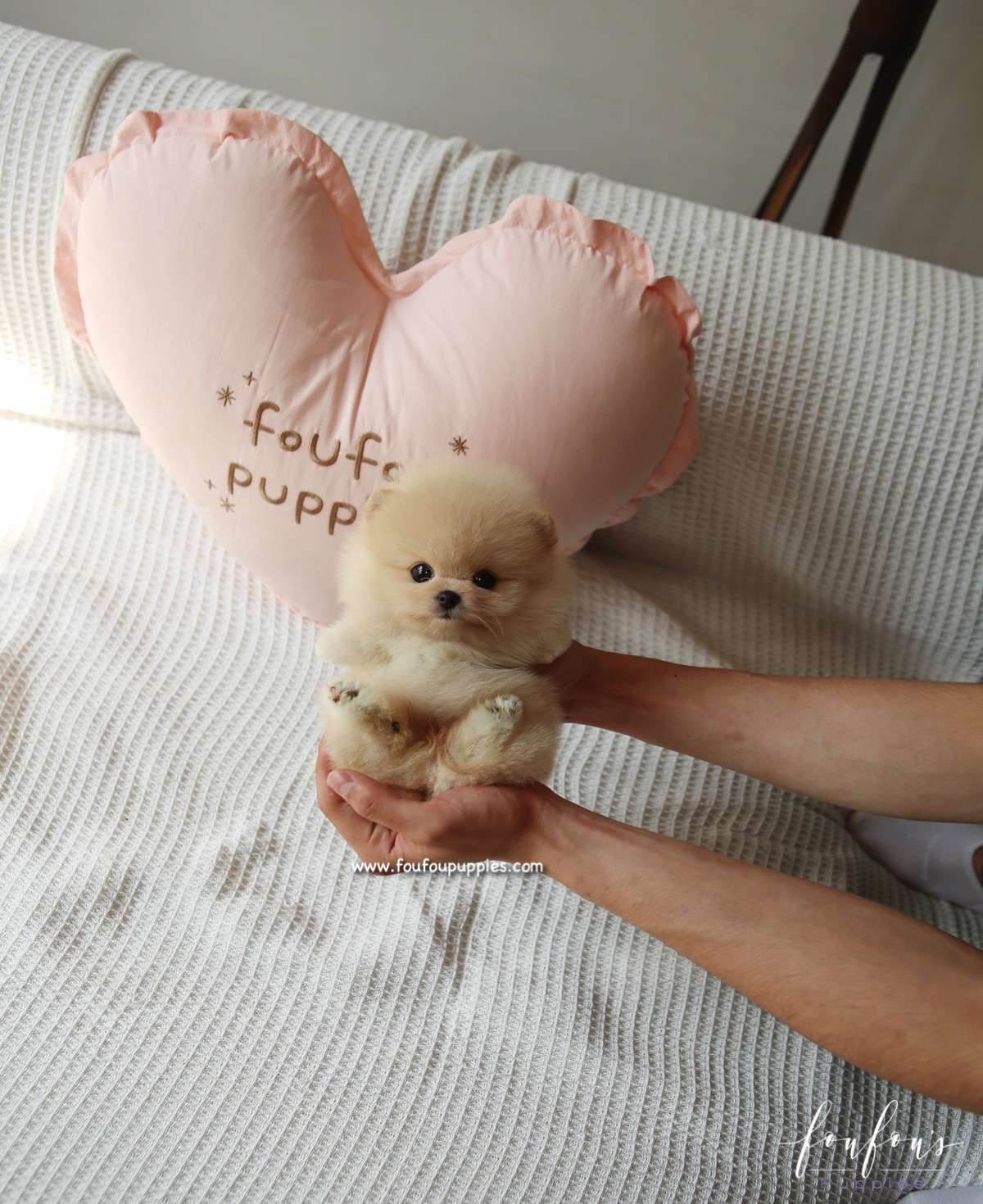 Winnie - Pomeranian F.