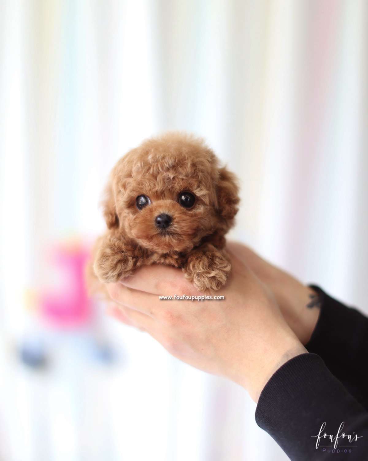 Apollo - Poodle M.