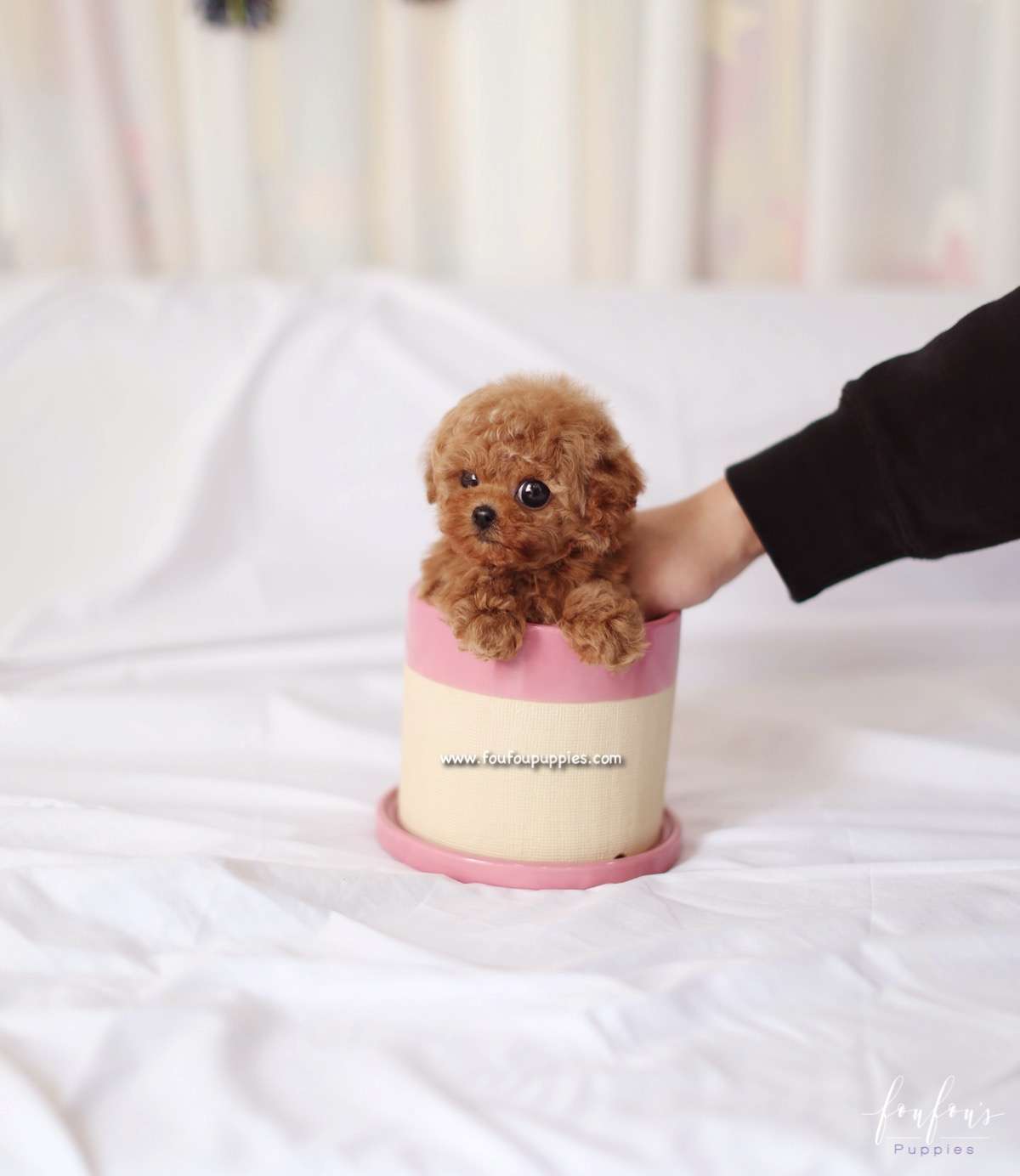 Apollo - Poodle M.
