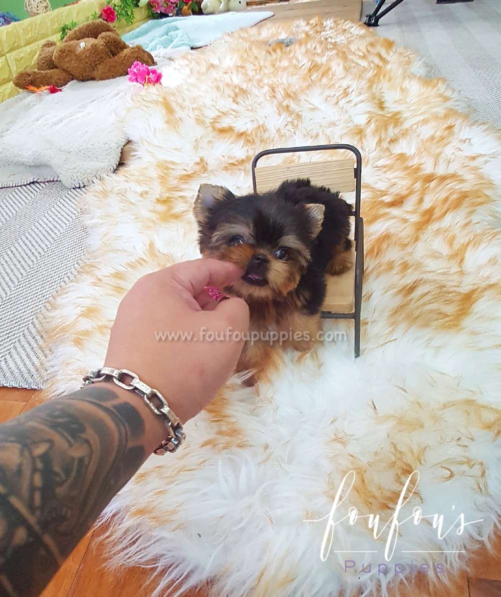 Yorkie Puppy