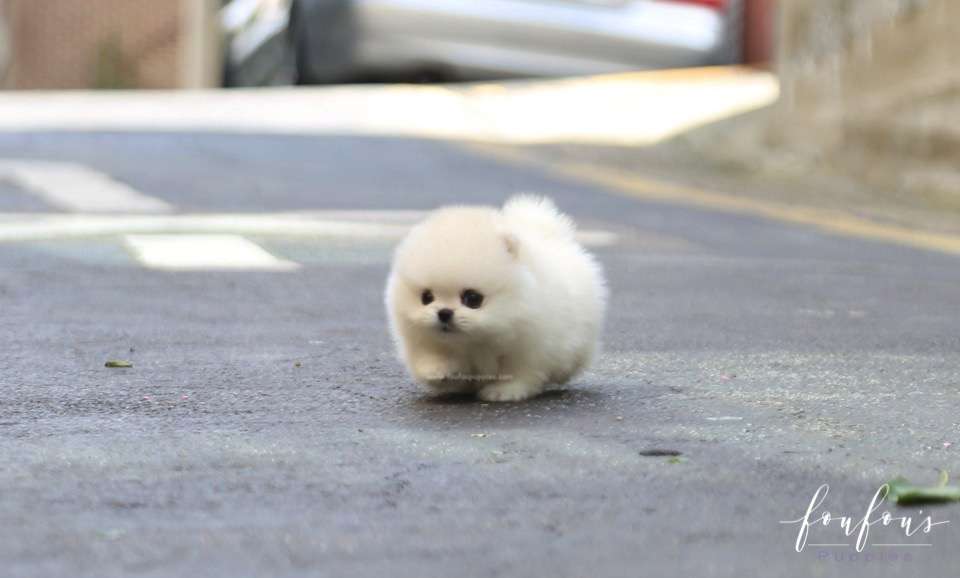 Yoshi - Pomeranian M.
