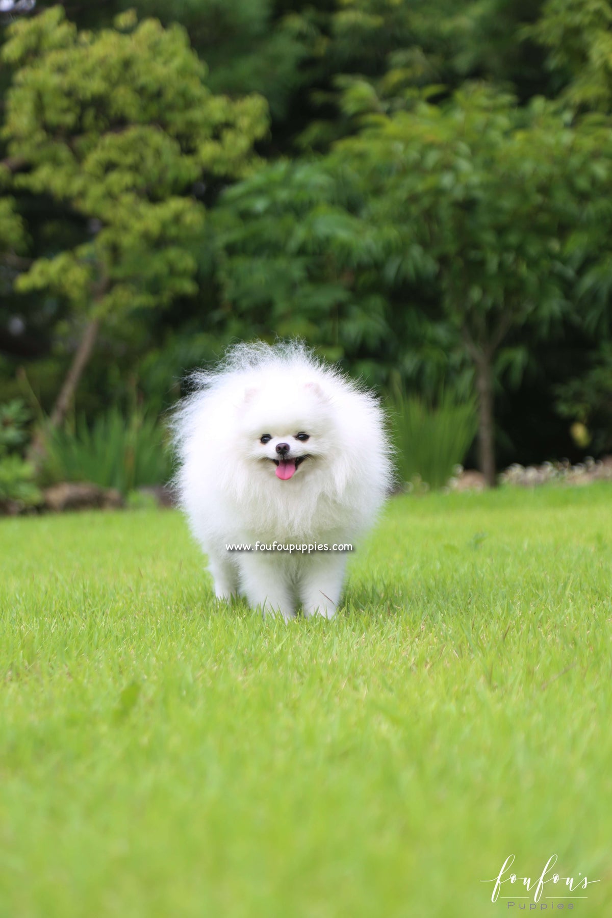 Zazu - Pomeranian M.