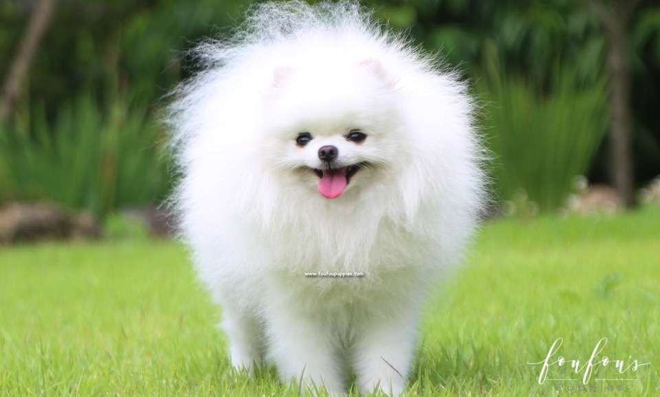 Zazu - Pomeranian M.