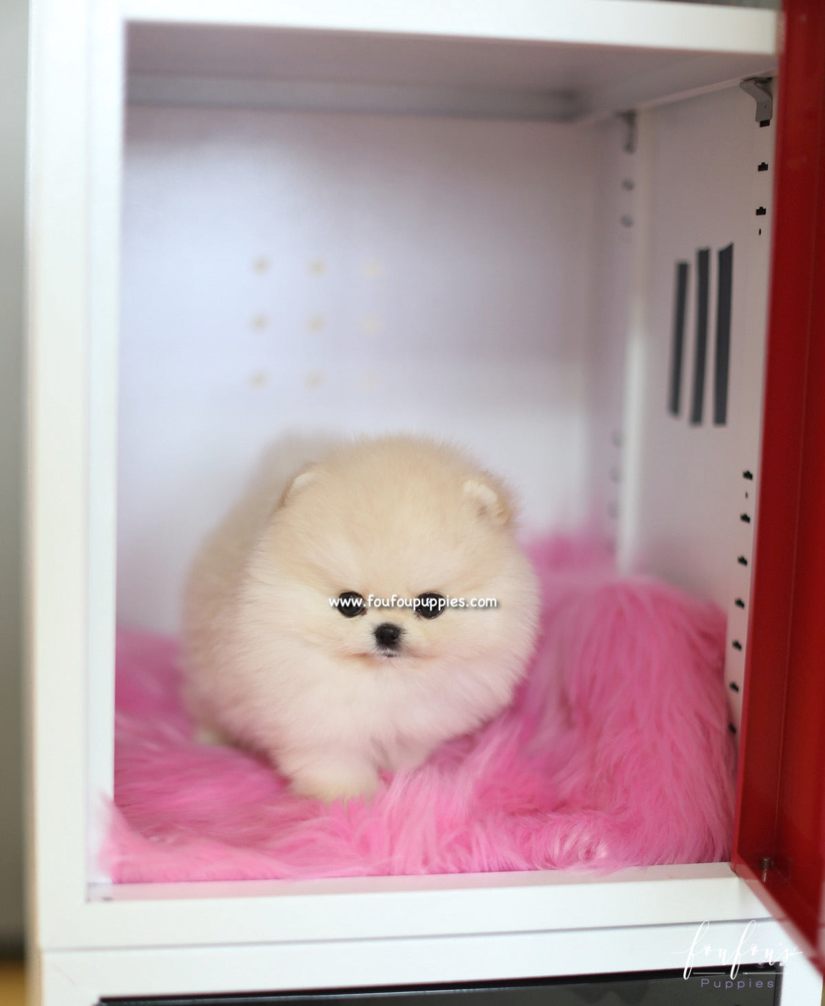 Caeser - Pomeranian M.