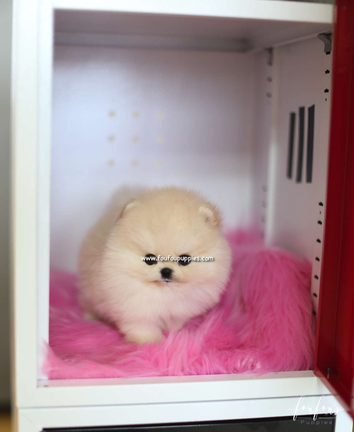 Caeser - Pomeranian M.