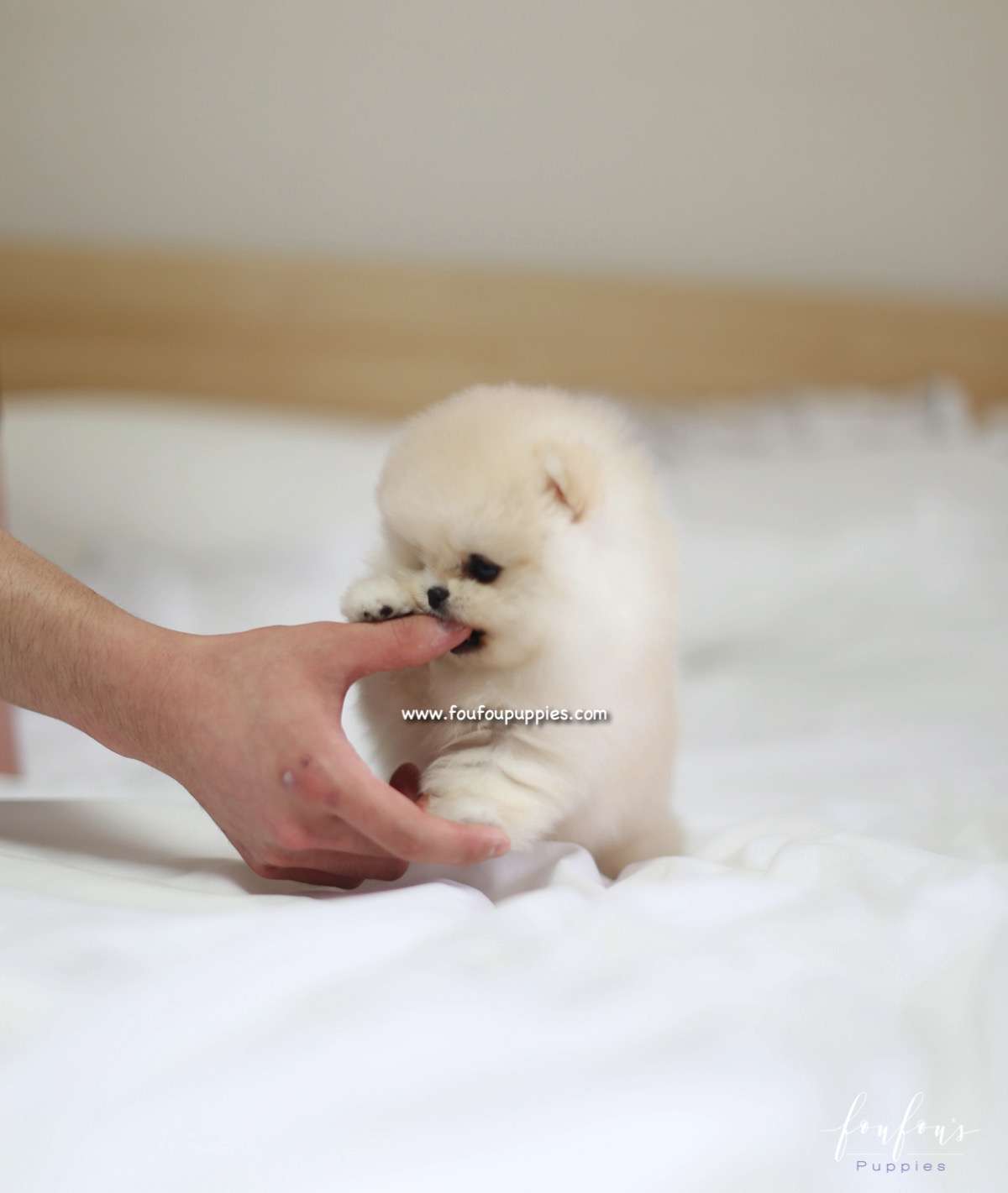 Caeser - Pomeranian M.