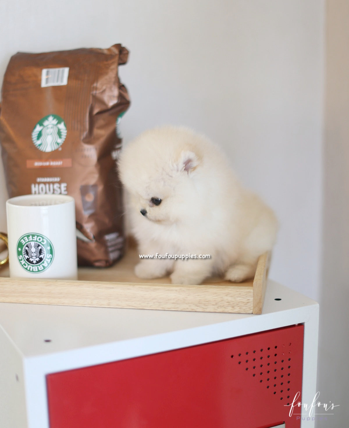 Caeser - Pomeranian M.