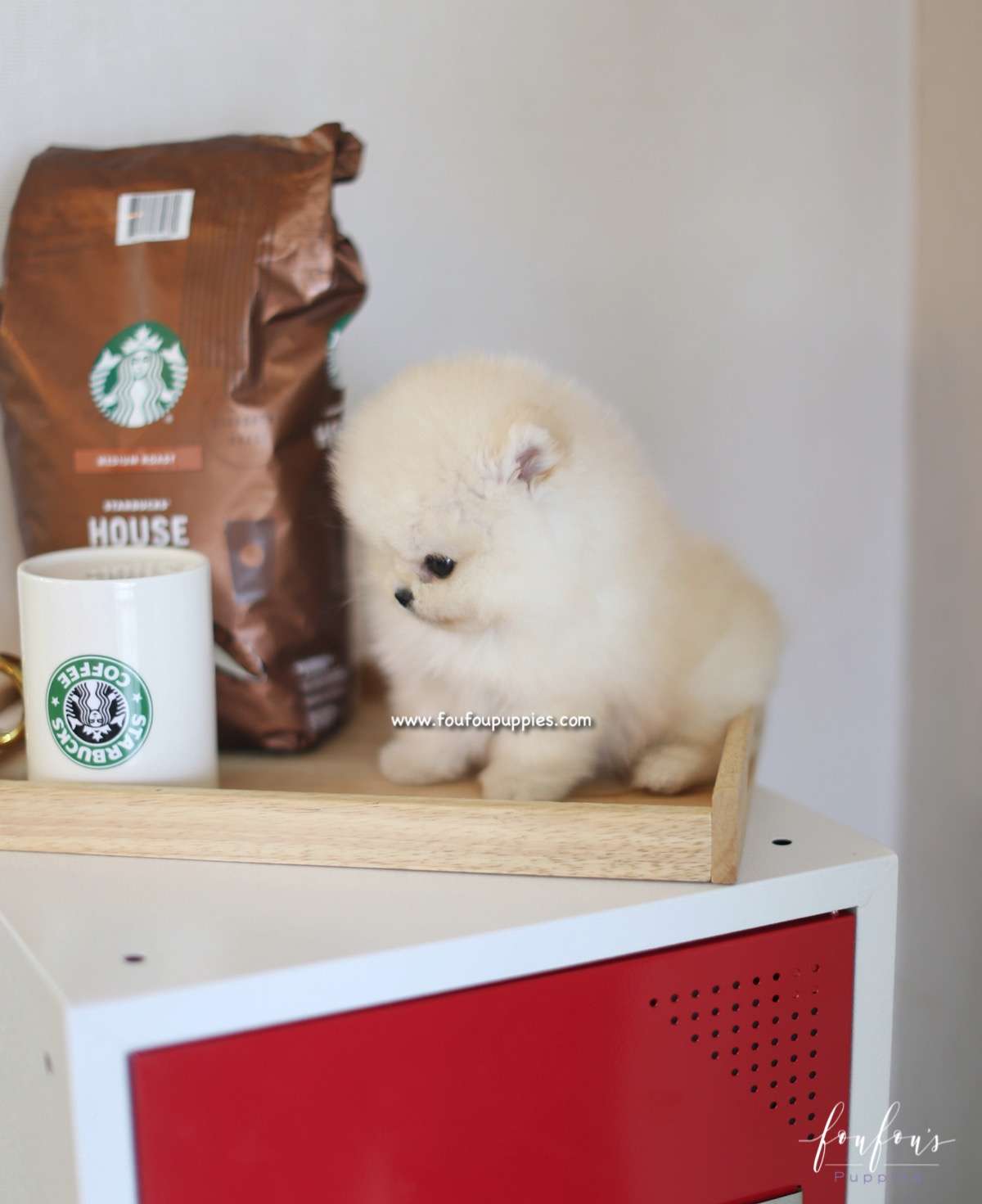 Caeser - Pomeranian M.