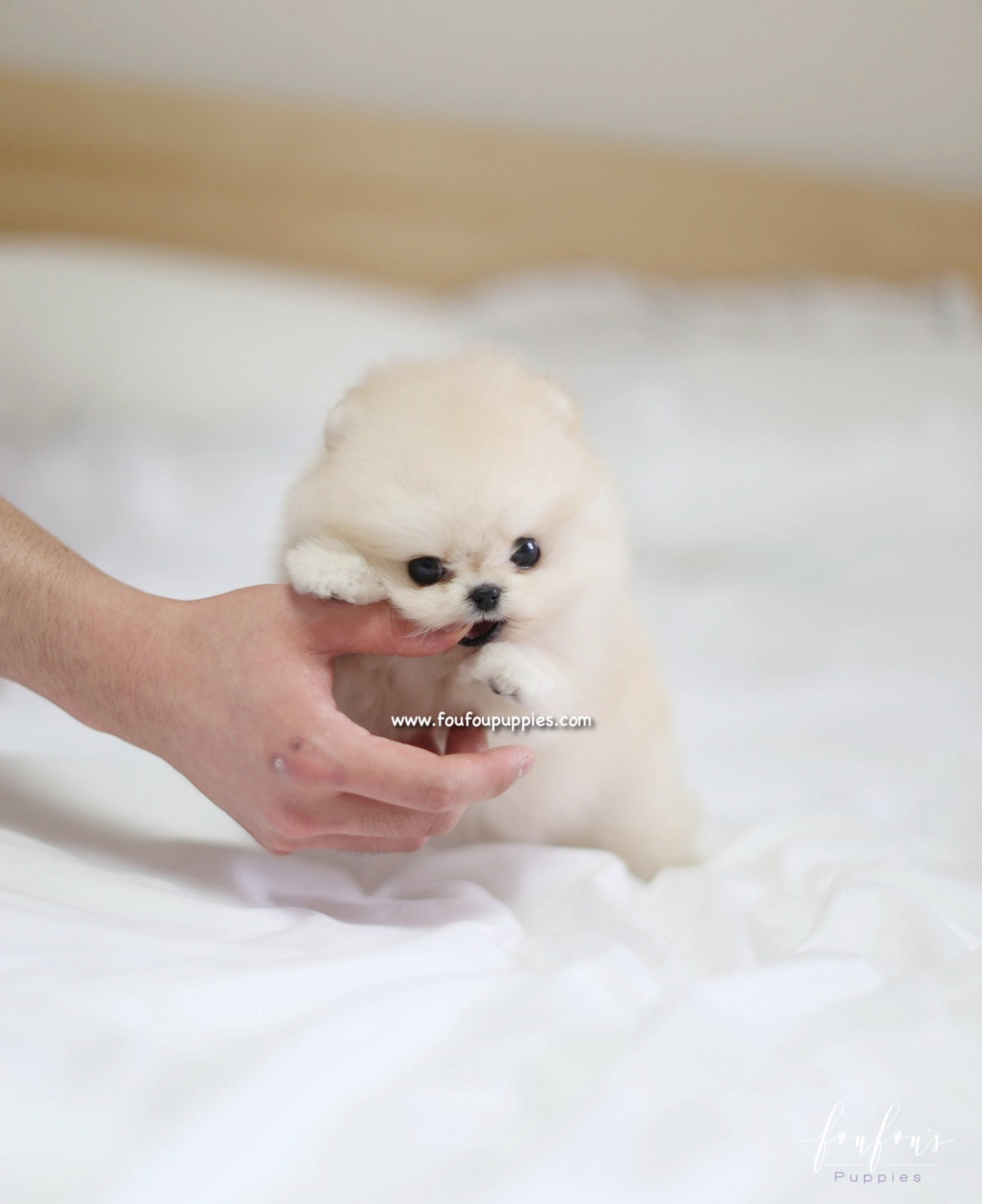 Caeser - Pomeranian M.